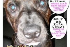 ダメ出し=damedashi