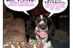 ごま／ゴマをする=goma wo suru