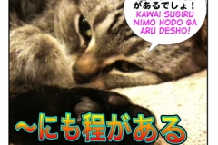 ~にも程がある=~nimo hodogaaru