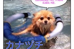 かなづち=カナヅチ=kanazuchi