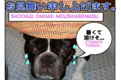 暑中見舞い申し上げます。=Shochuu mimai moushiagemasu