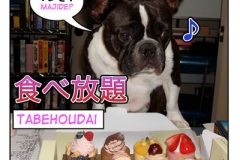 食べ放題=tabehoudai